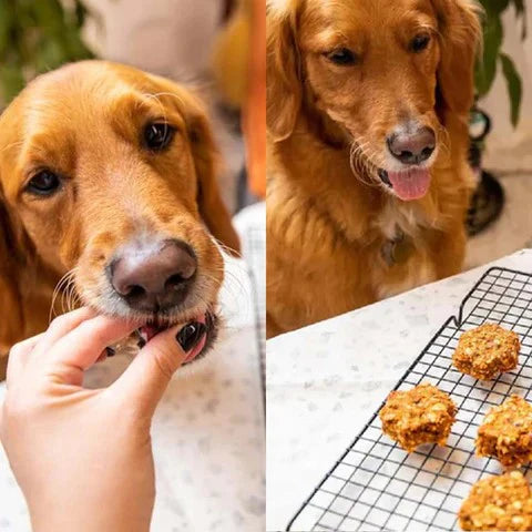 Two dogs, one being fed a treat by a hand, and another looking at cookies on a cooling rack.