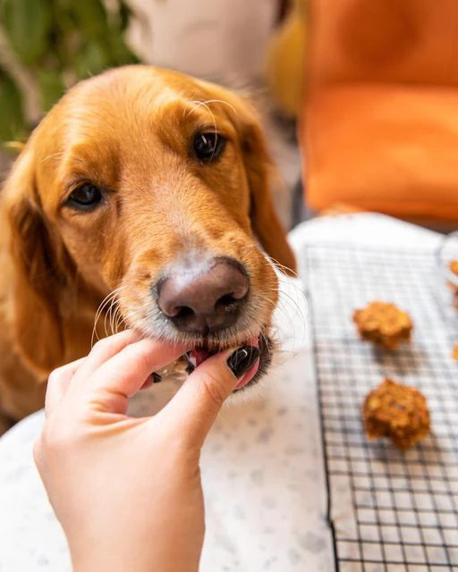 Dog being fed a treat by a person with a cooling rack of cookies in the background