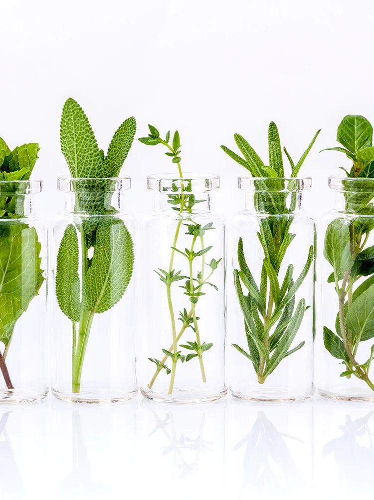 Straight-on close-up studio shot of five clear glass vials arranged in a row on a reflective surface against a white background, each containing a different type of fresh green herb including mint, sage, thyme, and rosemary to illustrate juicing ingredient versatility.